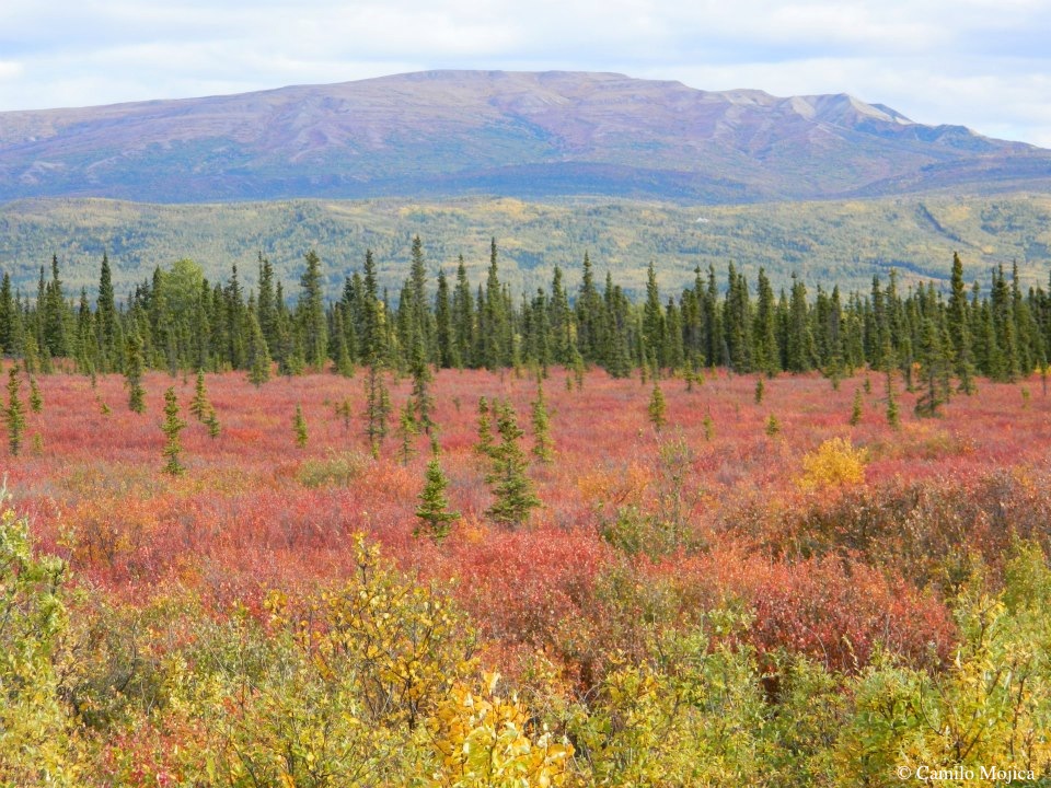 Long Term Ecological Research in Alaska – Mack Lab