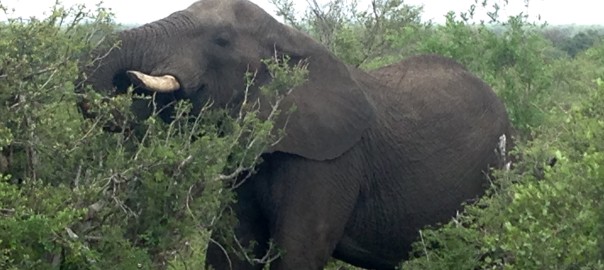 South African Field Trip